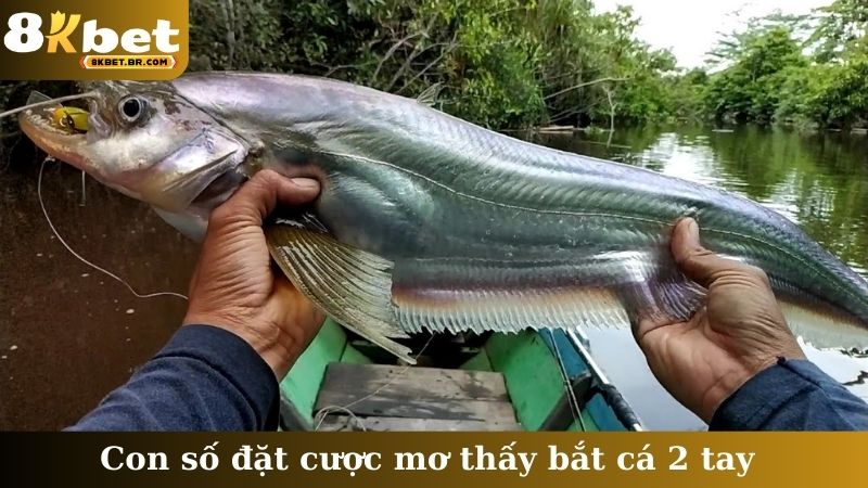 Con số đặt cược mơ thấy bắt cá 2 tay