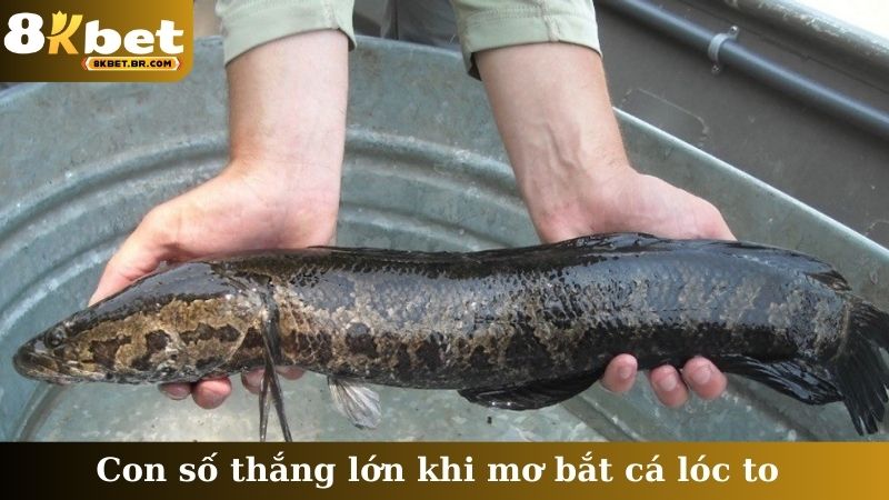 Con số thắng lớn khi mơ bắt cá lóc to