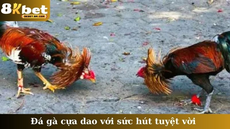 Đá gà cựa dao với sức hút tuyệt vời