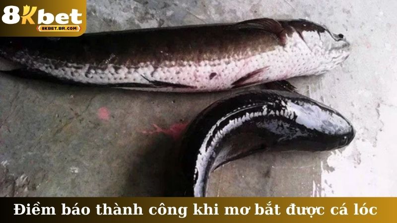 Điềm báo thành công khi mơ bắt được cá lóc