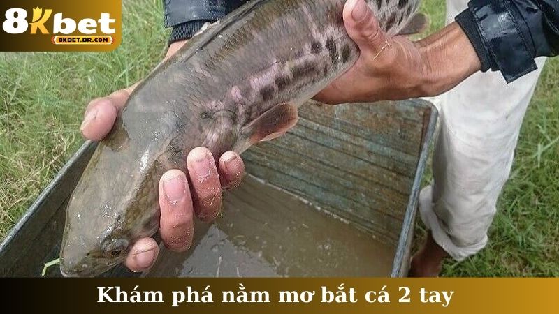 Khám phá nằm mơ bắt cá 2 tay