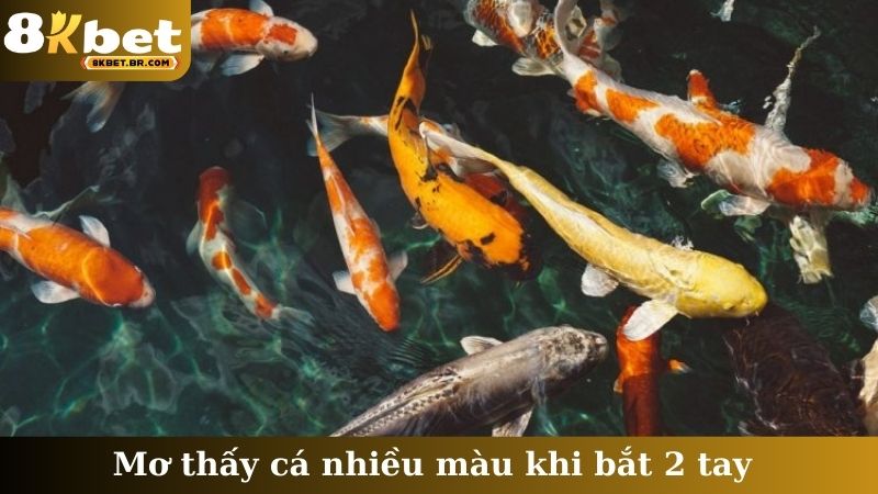 Mơ thấy cá nhiều màu khi bắt 2 tay