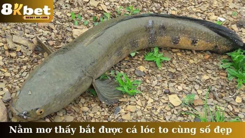 Nằm mơ thấy bắt được cá lóc to