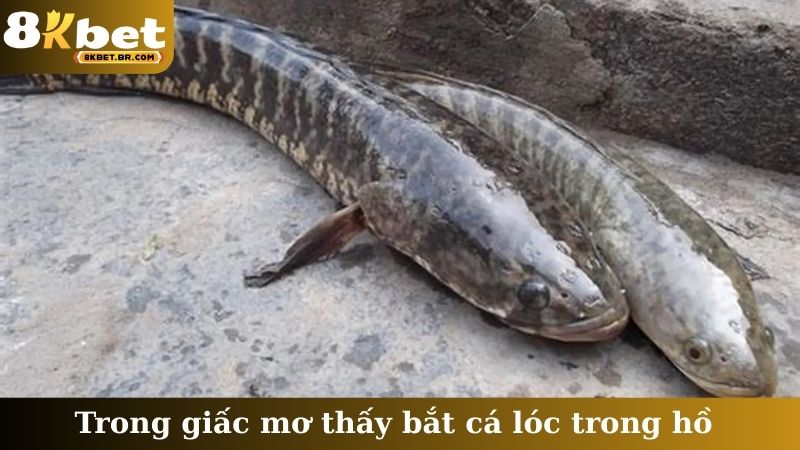 Trong giấc mơ thấy bắt cá lóc trong hồ