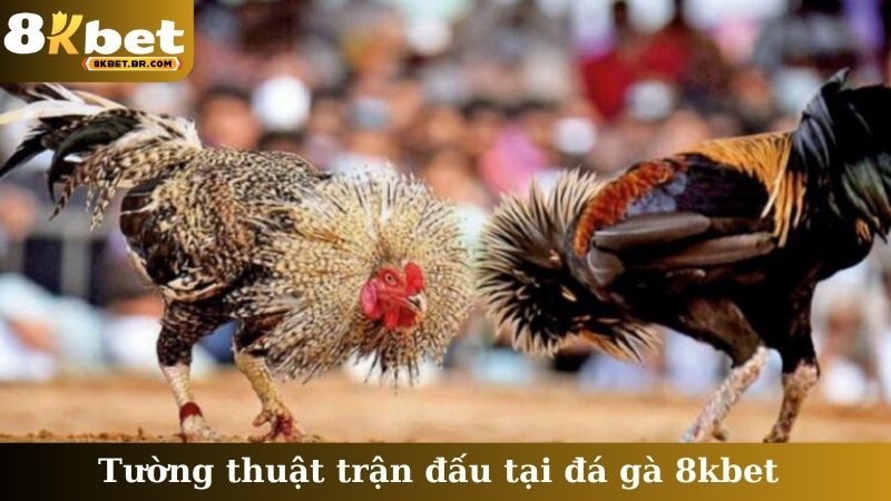 Tường thuật trận đấu tại đá gà 8kbet